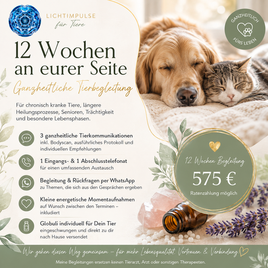 12 Wochen ganzheitliche Tierbegleitung für Tiere – Lichtimpulse Seelenband-Resonanz-Methodik